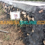 Proyek irigasi P3-TGAI di Desa Bringin, Kecamatan Tambelangan, Sampang, yang diduga tak sesuai perencanaan. Foto: MUTAMMIM/BANGSAONLINE 