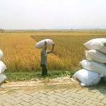 PANEN. Petani di Kecamatan Kanor tampak sedang memanen tanaman padinya. Petani bahagia lantaran harga gabah cukup tinggi pada musim kemarau ini. Foto: Eky Nurhadi/BANGSAONLINE
