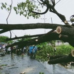 Relawan LPBI saat mengeksekusi pohon tumbang.