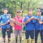 Petugas Damkar Kabupaten Blitar menunjukkan ular yang diamankan dari semak-semak di Desa Plosorejo.