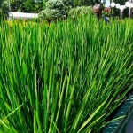 Tanaman padi sebelum dipanen, ditanam dengan memakai bak fiber berukuran 2x3 meter. (foto: YUDI A/ BANGSAONLINE)