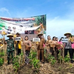 Panen jagung di Kecamatan Panggungrejo, Kabupaten Blitar.