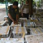SELUNDUPAN: Petugas BBKSDA Jawa Timur menunjukkan barang bukti (BB) berbagai jenis burung yang diamankan. foto: catur andy erlambang/ BANGSAONLINE