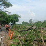 Sejumlah petugas dari Dinas PU Bina Marga Kabupaten Pasuruan saat membersihkan pohon tumbang akibat hujan deras yang mengguyur wilayah tersebut.