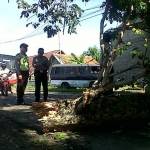 Pohon tumbang di Desa Bungkal, Kecamatan Kepohbaru, Sabtu (7/11). foto: eki nurhadi/BANGSAONLINE