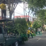 Petugas Bidang Kebersihan dan Pertamanan saat melakukan pemantauan dan pemangkasan pohon di jalan Cokroaminoto, Trenggalek. foto: HERMAN/ BANGSAONLINE
