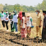 Pertani HKTI Jatim - Biotani melaksanakan tandur jagung bareng petani binaan Ponpes Syamsul Arifin, Pasuruan. foto: istimewa