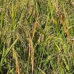 Hamparan tanaman padi siap panen di Kecamatan Semen, Kabupaten Kediri. (foto: MUJI HARJITA/BANGSAONLINE)