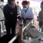 Wakil Walikota Mojokerto, Suyitno, ketika memeriksa kelayakan hewan kurban. foto: yudi eko purnomo/BANGSAONLINE