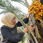 Gubernur Jawa Timur terpilih, Khofifah Indar Parawansa, saat memetik kurma.