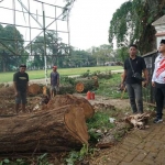 Bupati Lukman Hakim saat meninjau proses pemugaran pohon-pohon tua di kawasan Alun-Alun Bangkalan pada Kamis (3/7/2025) lalu. Foto: Kominfo.