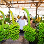 Khofifah Indar Parawansa saat menilik pisang yang telah dipanen.