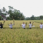 Bupati Jember Hendy Siswanto (tengah) panen padi organik di Desa Darsono, Kecamatan Arjasa, Rabu (17/4/2024).