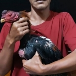 Ayam yang diamankan dari lokasi penggerebekan.