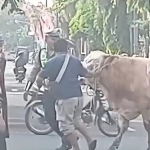 Tangkapan layar video amatir saat sapi kurban jenis simental mengamuk di Jl Raya Suwoko Lamongan