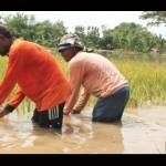 MERUGI: Petani di Kwadungan harus panen dini akibat banjir luapan kali di Madiun. foto: zainal abidin/ BANGSAONLINE