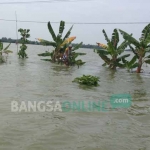 Lahan pertanian di Rengel yang terendam banjir. foto: SUWANDI/ BANGSAONLINE