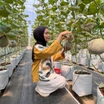 Kebun buah melon dapat menjadi pilihan jalan-jalan bersama keluarga. Foto:Ist