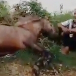 Atim, pemilik kuda hanya bisa meratapi kuda kesayangannya yang diduga mati karena kelelahan saat prosesi adat Puter Kayun.