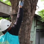 Aksi bersih-bersih pamflet di pohon yang ada di sepanjang jalan raya Kecamatan Sukodono oleh ?Komunitas Sukodono Peduli Lingkungan (Supel).