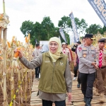 Gubernur Khofifah saat panen jagung di Banyuwangi.