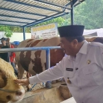 Bupati Jombang saat meninjau hewan kurban.