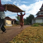 Petani tembakau di Sumenep saat hendak menjemur hasil panennya