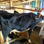 Petugas saat memberi vaksin kepada sapi. Foto: Ist.