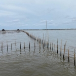 Inilah pagar laut misterius yang belakangan menghebohkan masyarakat secara nasional. Pagar itu terbuat dari bambu di Kampung Kohot, Desa Pakuhaji, Kabupaten Tangerang, Kamis (9/1/2025). Foto: Kompas
