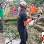 Anggota BPBD Kabupaten Pamekasan dibantu relawan FRPB dan masyarakat mengevakuasi pohon tumbang yang menutupi akses jalan.