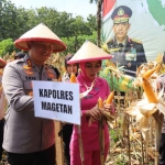 Kapolres Magetan bersama Forkopimda saat panen raya jagung.