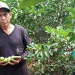 Petani di Desa Kebonagung saat menunjukkan jeruk nipis yang dipanen. Foto: Ist