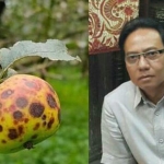 Penyakit mata ayam pada apel, dan Kepala Dinas Pertanian Sugeng Pramono.