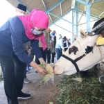 Gubernur Jatim Khofifah Indar Parawansa saat meninjau peternakan sapi perah serta memberi makan di KPSP Nongkojajar.