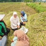 Calon Gubernur Jawa Timur terpilih, Khofifah Indar Parawansa, saat panen raya padi di Pasuruan.