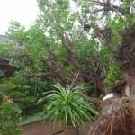 Pohon yang menimpa bangunan SDN Baturetno Tuban. (Suwandi/BANGSAONLINE)