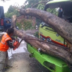 Petugas berusaha mengevakuasi pohon yang roboh.