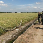 PILOT PROJECT: Personel Kodim 0816 Sidoarjo meninjau percontohan penanaman padi di Desa Rejeni Krembung, Selasa (15/6/2021). foto: istimewa