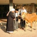 ?

Wakil Bupati Sampang H Fadhilah Budiono menyerahkan sapi kurban kepada Takmir Masjid untuk disembelih. foto:bahri/BangsaOnline