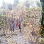 Kebakaran lahan tebu di Blimbingsari.
