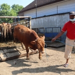 Salah satu pedagang menurunkan sapi dari kendaraan untuk dijual di pasar hewan.