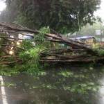 Pohon tumbang di jalan raya Gedangan arah Sidoarjo. Foto :  nanang ichwan/BangsaOnline