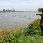  Herman Felani PLT  Kepala Desa Kedung Rejo, Jabon tunjukan lokasi area sawah terendam. (foto Agus HP) 