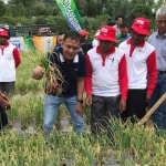 Dirut PG Rahmad Pribadi (tengah) memetik bawang hasil demplot Pemupukan Berimbang di Bengkulu, beberapa waktu lalu.