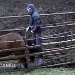 detik-detik menegangkan sebelum pemerkosaan terhadap kuda terjadi. foto: mirror.co.uk