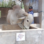  Sapi Peranakan Ongole (PO) berwarna putih milik Irfai Farm yang dipesan Presiden Prabowo.