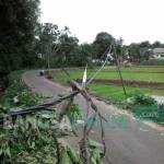 Pohon tumbang yang menimpa kabel milik PLN. foto: BANGSAONLINE