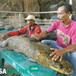 Sutar menunjukkan ikan Arapaima yang sudah diawetkan. foto: RONY S/ BANGSAONLINE