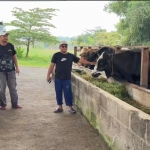 Pengelola peternakan, Jarwo saat menunjukkan sapinya di kandang