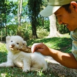 Baby White Lion saat diberi makan oleh petugas.